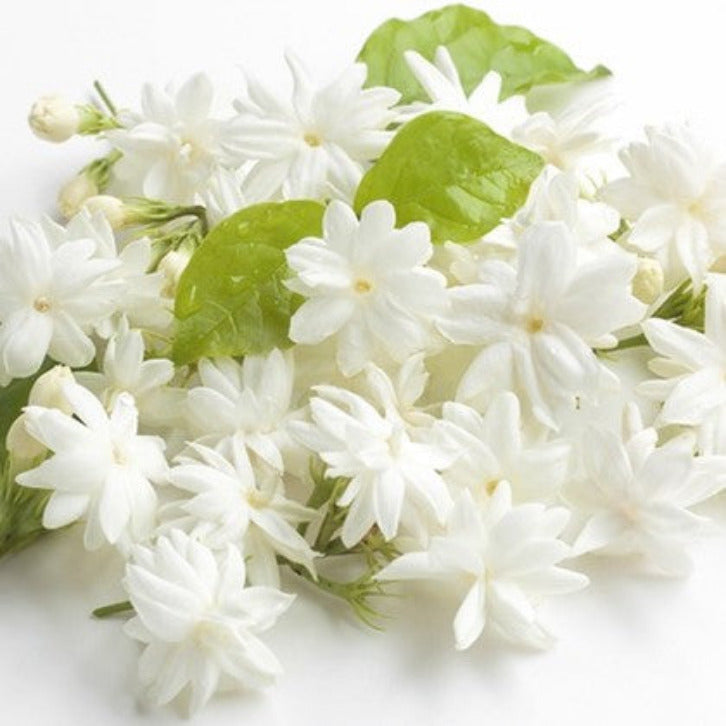 Jasmine – For Those Special Moments