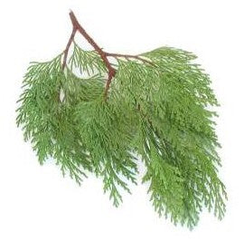Cedar