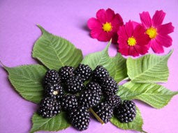 Black Raspberry Vanilla