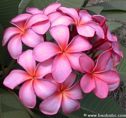 Plumeria