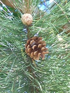 Pine